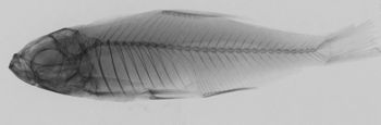 Media type: image;   Ichthyology 89559 Aspect: lateral xray